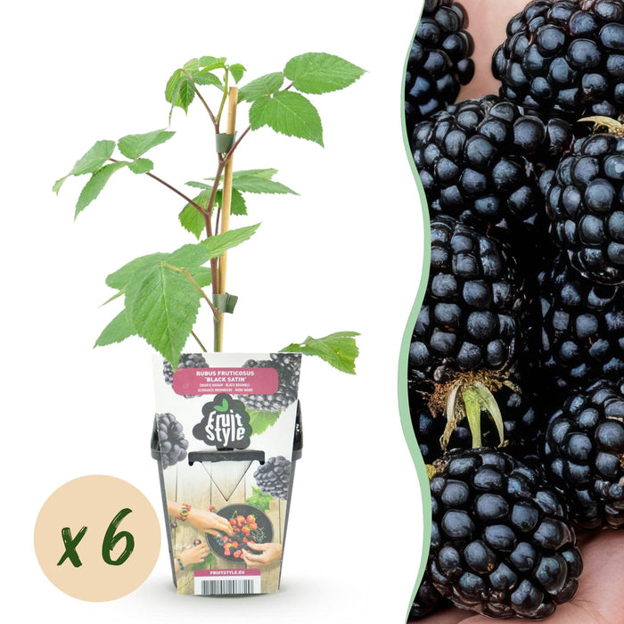 Torneløse brombær - Rubus Sort Satin - Ø9cm - 6x