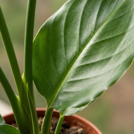 Strelitzia Reginea - Paradijsvogelbloem - Pot 12cm - Hoogte - 35cm