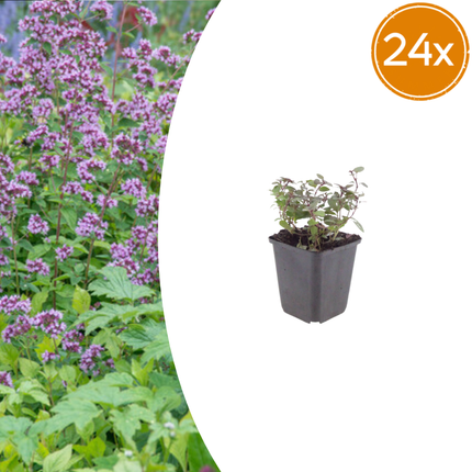 Origanum laevigatum 'Herrenhausen' - Marjolein Plant - ↕10-25cm - Ø9cm - 24x