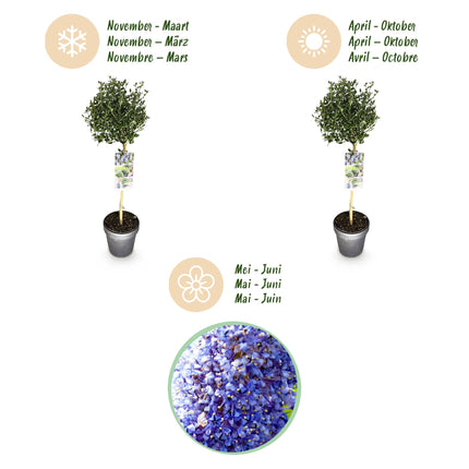 Ceanothus impressus Victoria - Amerikansk lilla - Lilla blomst - ↕90cm - Ø19cm