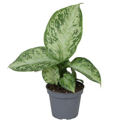 Dieffenbachia Snow - Sneeuw dieffenbachia - Groen - Tropisch - Ø6cm - ↕15cm