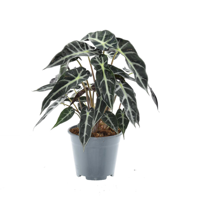 Alocasia Bambino Freccia - ↕40cm - Ø14cm