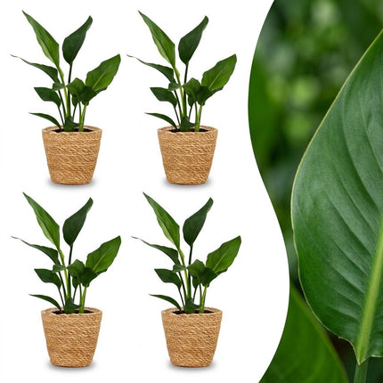 Strelitzia Reginea - Paradijsvogelplant - 4x - met Zeegras Mand - Pot 12cm - Hoogte 35cm