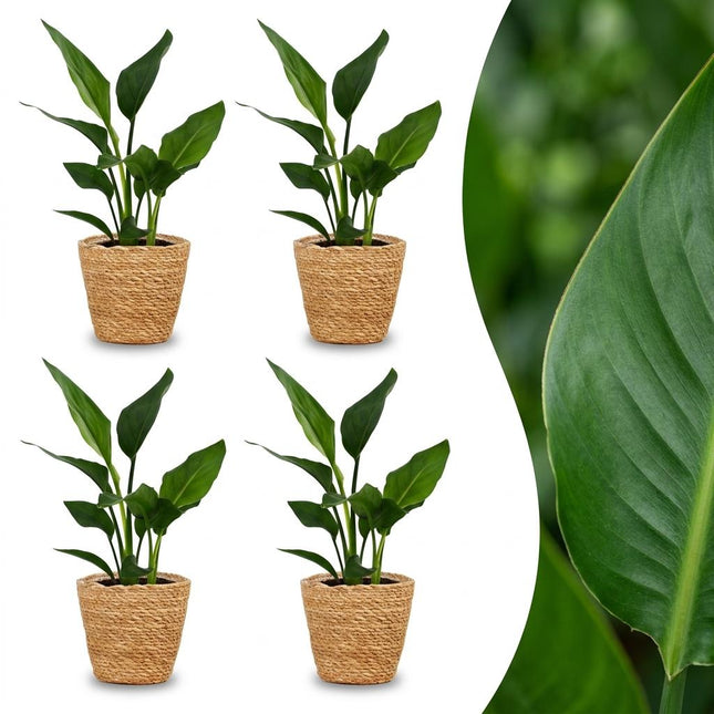 Strelitzia Reginea - Roślina rajskiego ptaka - 4x - z koszyczkiem z trawy morskiej - Doniczka 12 cm - Wysokość 35 cm