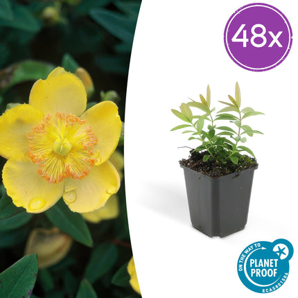 Hypericum calycinum - ↕10-25cm - Ø9cm - 48x
