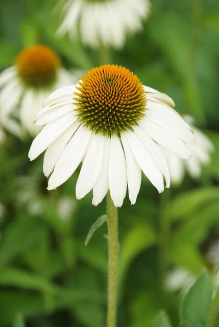 Echinacea purpurea 'White Swan' - Zonnehoed - ↕10-25cm - Ø9cm - 6x
