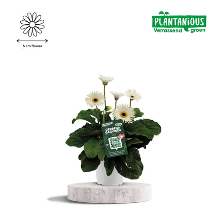 Garvinea Gerbera Wit - ↕50cm - Ø19cm