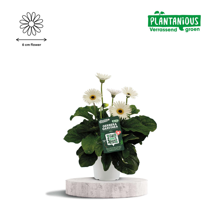 Garvinea Gerbera Wit - ↕50cm - Ø19cm