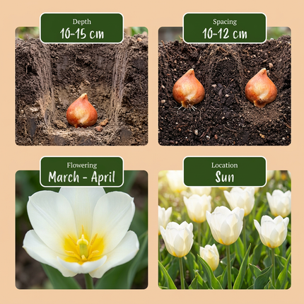120x Tulipa Triumph White - Bloembollen - Triomftulp - Wit - Voorjaarsbloeier - Bolmaat 11/12