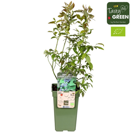 Vaccinium Corymbosum 'Reka' - Blueberry plant - ↕45cm - Ø13cm