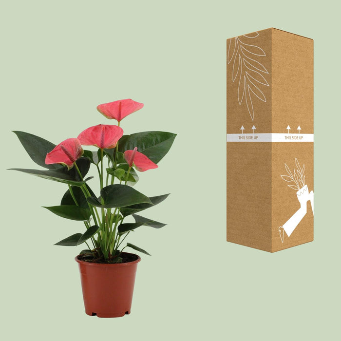 Anthurium Sweet Dream - ↕36cm - Ø12cm