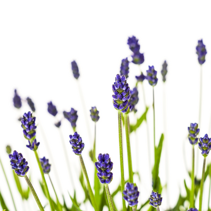 Lavandula angustifolia - ↕40-50cm - Ø19cm - 2x