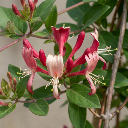Lonicera jap. 'Red World' - Japanse kamperfoelie 6x - Rood - Roze - Klimplant - Ø9cm - ↕35cm
