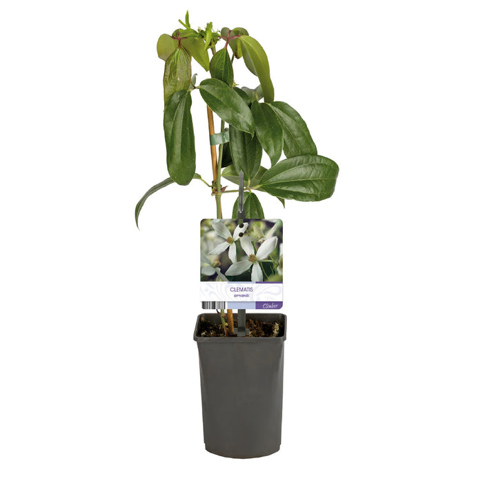 Clematis armandii - Bosrank - Bloem Wit  - ↕40cm - Ø11cm