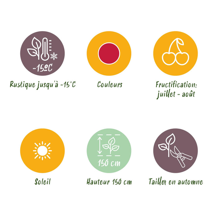 Framboos - Rubus idaeus Ottawa - Winterhard - 3 Planten - Pot 9 cm - Rode Framboos