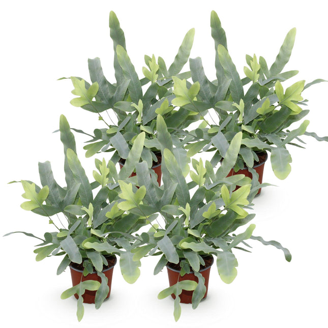 Phlebodium aureum Estrella Azul - Helecho Azul - ↕25-30 cm - Ø12cm - 4x