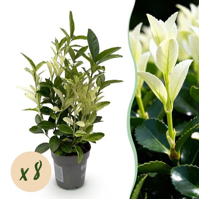 Euonymus japonica Paloma Blanca - 1 Linear Meter - ↕30-35cm - Ø9cm - 8x