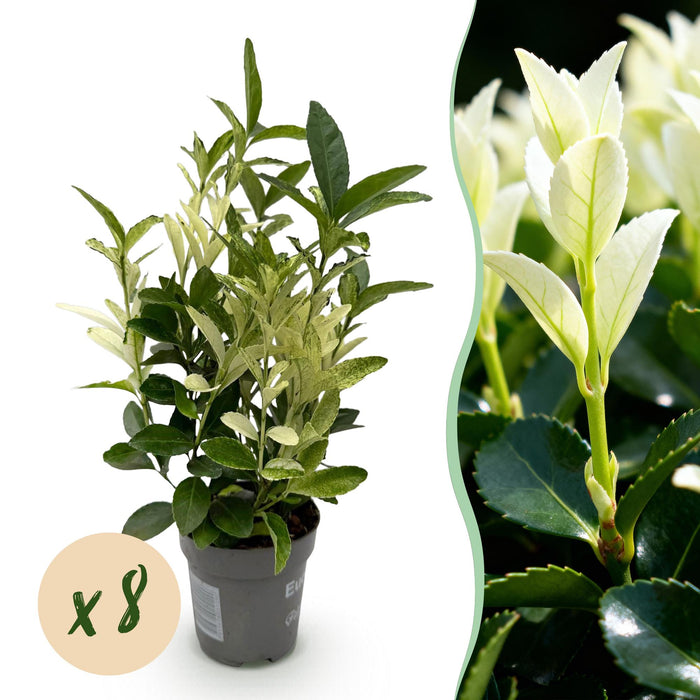 Euonymus japonica Paloma Blanca - 1 Metro Lineare - ↕30-35cm - Ø9cm - 8x