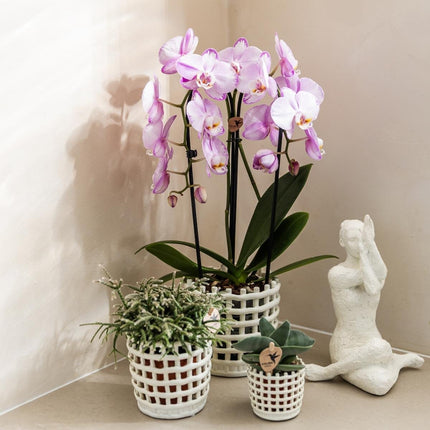 Kolibri Orchids | Combi Deal - 4 Roze Phalaenopsis Orchideeën Niagara Fall Xanion - Ø12 cm