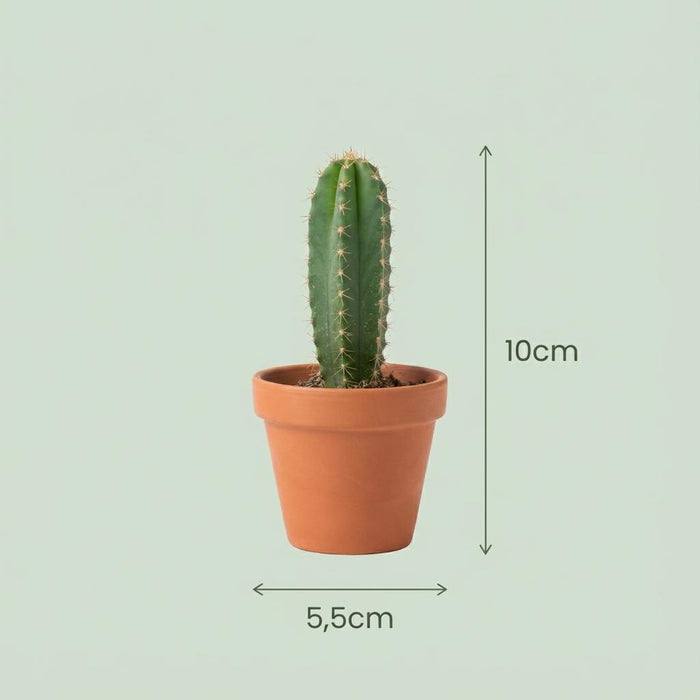 Mini Cactus Set - ↕5-10cm - Ø5,5cm - 9x