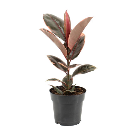 Ficus Elastica Belize - ↕55cm - Ø17cm