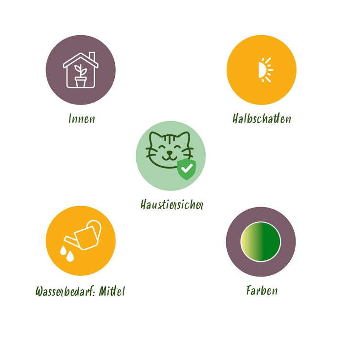 Maranta Fascinator Lemon Lime - Gebedsplant - met Mand - ↕25cm - Ø12cm - 2x