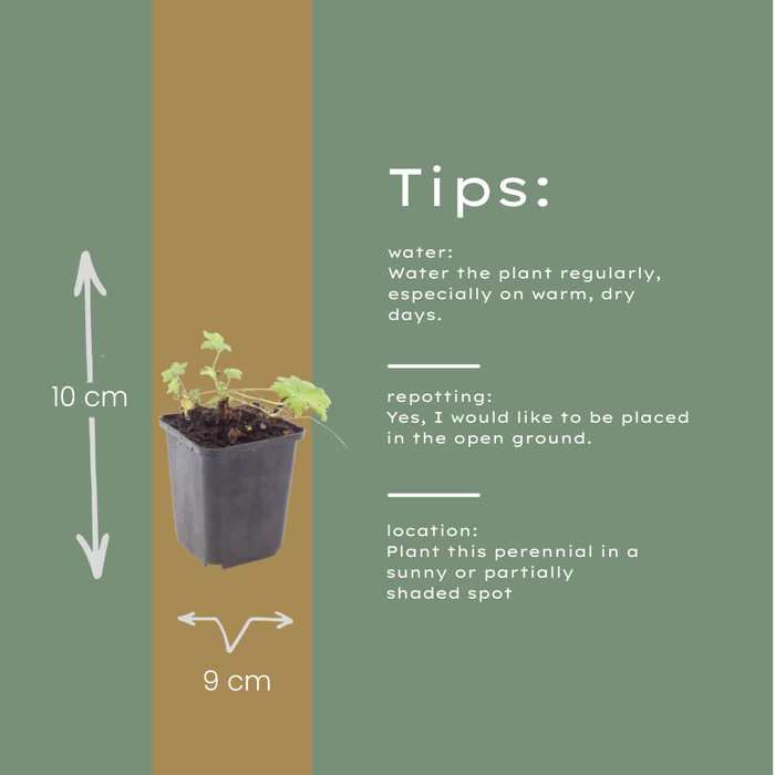 12x Geranium macr. 'White Ness' - ↕10-25cm - Ø9cm