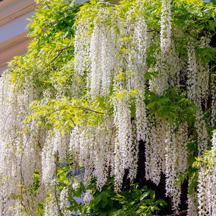 Glycine floribunda Alba - Fleur blanche - 40 cm de long - Ø 11 cm de large