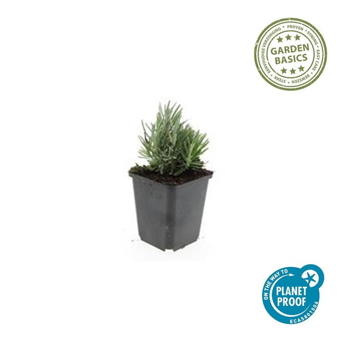 Lavandula Angustifolia 'Dwarf Blue' - ↕10-25cm - Ø9cm - 6x