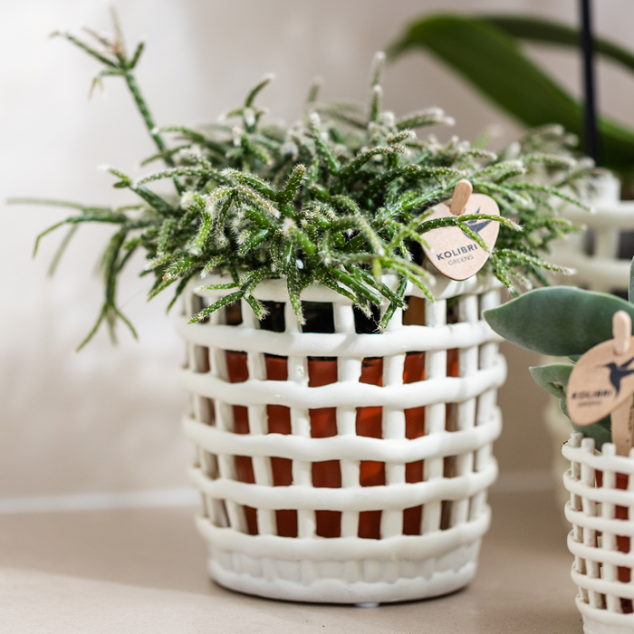 Kolibri Company | Mesh White Plant Set | Pink Niagara Falls orchid 12 cm + green plants incl. decorative pots