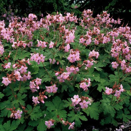 Geranium macrorrhizum 'Ingwersen's Variety' - ↕10-25cm - Ø9cm - 48x