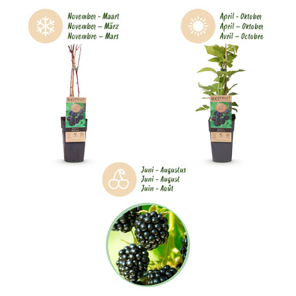 Rubus occidentalis Black Jewel - Bramenplant - Zwarte Braam - ↕50cm - Ø15cm - 2x