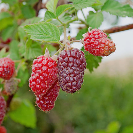 Tayberry - Rubus Tayberry - Red Fruit - ↕40cm - Ø11cm - 2x