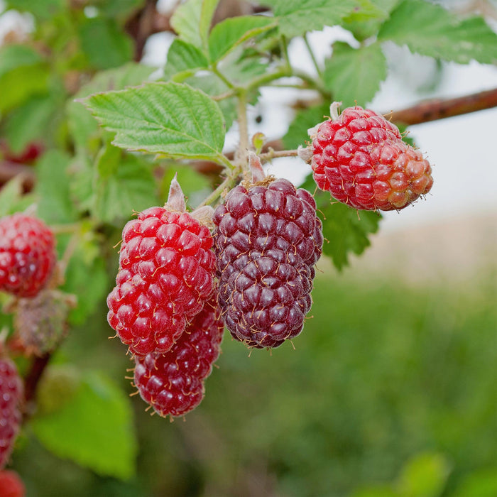 Fruitplant - Taybes - Rubus Tayberry  - Rode Vrucht - 2 planten -  Pot 11cm Hoogte 40cm
