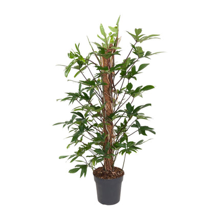 Philodendron Pedatum - ↕120cm - Ø24cm