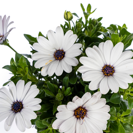 Spanische Gänseblümchen (Osteospermum ecklonis White) – ↕20 cm – Ø12 cm – 8 Stück