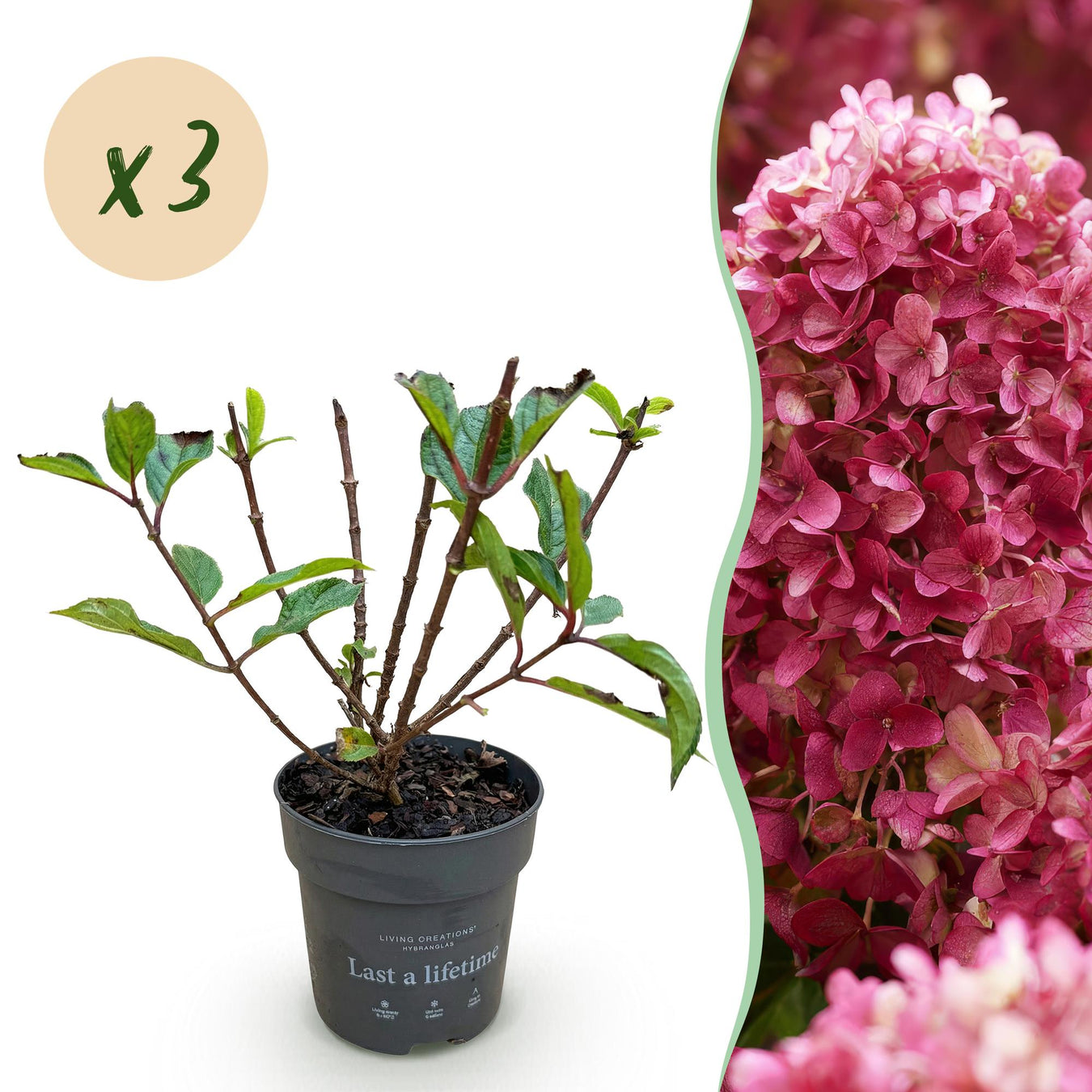 Hortensia