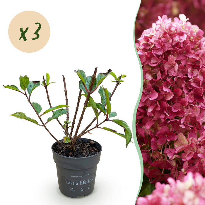 Hydrangea panniculata Living Little Rosy - Plume Hortensia - Lyserød - ↕20-30cm - Ø12cm - 3x