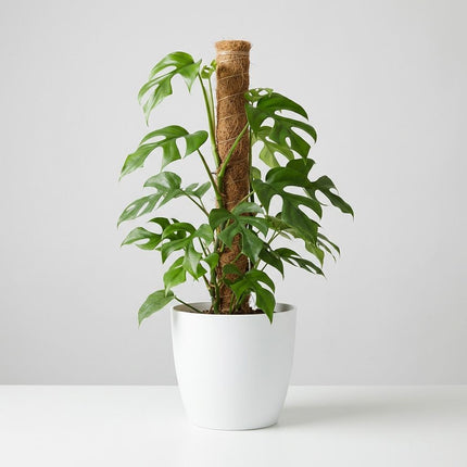 Monstera Minima Moss Pole - Swiss Cheese Plant - with white pot - ↕90cm - Ø19cm
