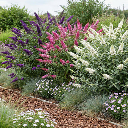 Buddleja davidii Tricolour - Vlinderstruik - Blauw - Roze - Wit - ↕45cm - Ø17cm - 3x