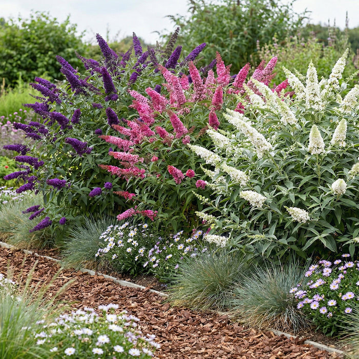 Buddleja davidii Tricolour - Vlinderstruik - Blauw - Roze - Wit - ↕45cm - Ø17cm - 3x