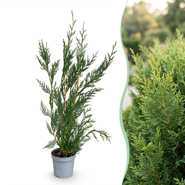 Cupressocyparis leylandii 2011 - Leylandii - 24x Haagplanten - Groenblijvend - Groen - Pot 9cm - Hoogte 30-40cm