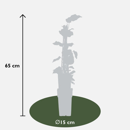 Hedera Algeriensis 'Gloire de Maren' - Algerijnse Klimop - ↕65cm - Ø15cm - 4x