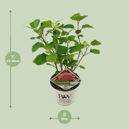 Hydrangea Arborescens 'Pink Annabelle' - Hortensia - ↕30cm - Ø19cm
