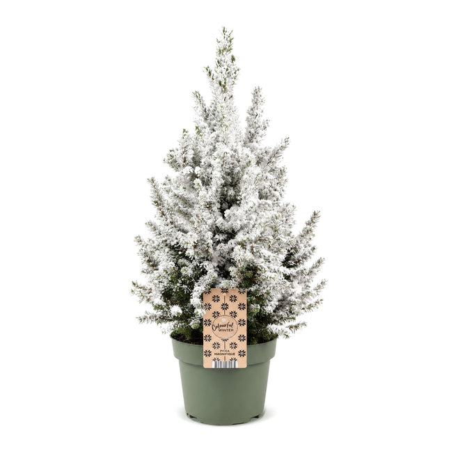 Picea glauca Conica - Kegelspar - Groen - Wit - Kerstboom - Ø19cm - ↕65cm