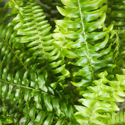 Nephrolepsis exaltata Green Lady - Fern - with grey plant pot - ↕25cm - Ø12cm