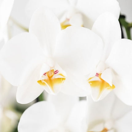 Kolibri Orchids | Witte Phalaenopsis orchidee - Niagara Fall White - bloeiende kamerplant - vers van de kweker - Ø9cm