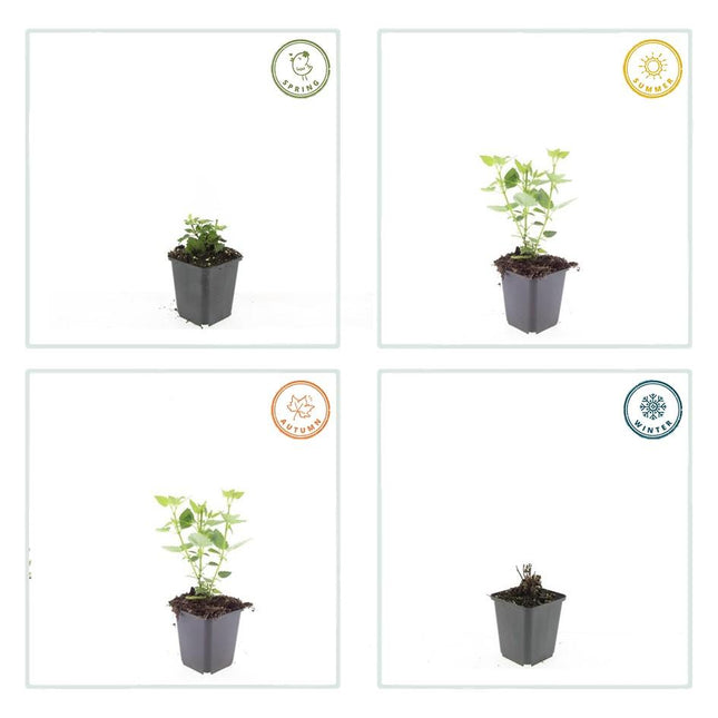 Agastache 'Blue Fortune' - Dropplant - ↕10-25cm - Ø9cm - 48x
