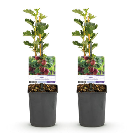 Gooseberry - Ribes uva-crispa Hinnomäki Röd - Red Currant - 2 plants - Pot 11cm Height 40cm