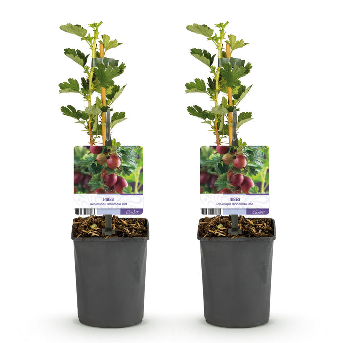 Fruitplant - Kruisbes - Ribes uva-crispa  Hinnomäki Röd - Rode Bes - 2 planten -  Pot 11cm Hoogte 40cm